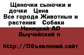 Щеночки-сыночки и дочки › Цена ­ 30 000 - Все города Животные и растения » Собаки   . Ненецкий АО,Выучейский п.